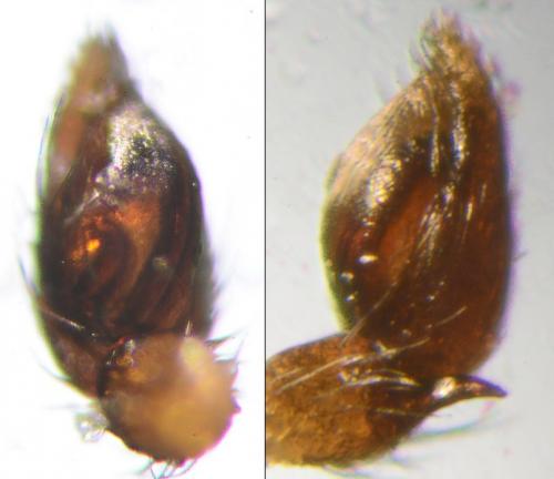 Réf. 204 186 : Micaria subopaca
